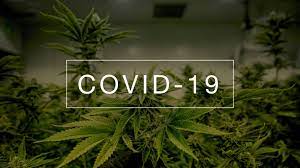CANNABIS COMPOUNDS BLOCKS SPIKE PROTEIN COVID19 INFECTION IN LABATORY STUDY