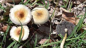 Psilocybin Therapy for Depression Treatment and Mental Health