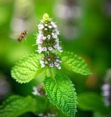 THE MEDICINAL BENEFITS OF LEMON BALM