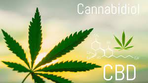 6 common myths and controversies about high-CBD cannabis