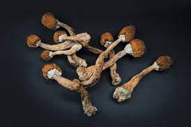 California moves to decriminalize use of natural psychedelics such as magic mushrooms