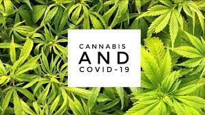 Can Cannabis Combat The Virus? By Forbes
