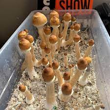 Are psychedelics legal in Canada?