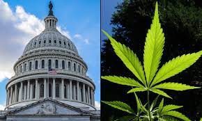 The rescheduling of marijuana