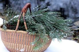 The Pine Medicine