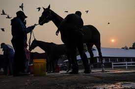 Safeguarding Your Horse's Respiratory Health In Poor Air Quality