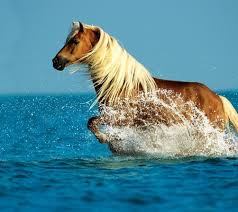 Keeping Your Horse Cool on the Trail