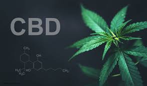 Why there aren’t more CBD strains.