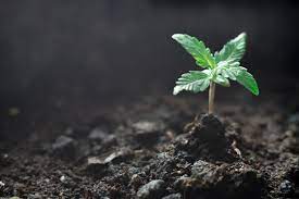 Seedling and plant care