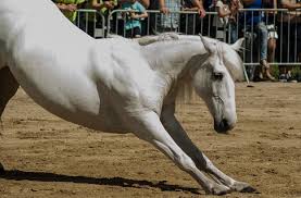 The Pursuit of Suppleness