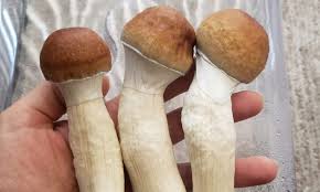 Missouri House Approves Budget Bill To Research Psilocybin.