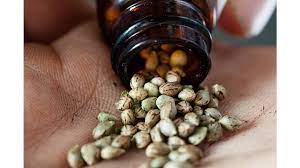 Germinating Cannabis Seeds: Tips &amp; Tricks