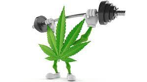 Can cannabis help your workout?