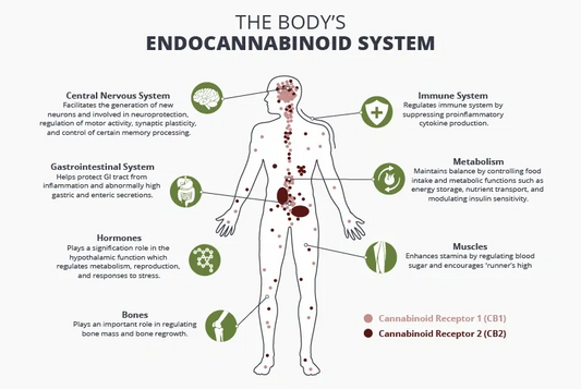 The Endocannabinoid System, Our Universal Regulator By Authors: Chad A. Sallaberry And Laurie Astern