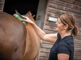 Grooming Your Horse In 6 Easy Steps