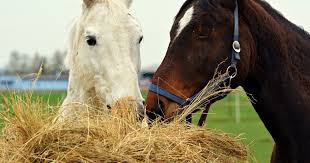 Feeding Your Horse for the First-Time Horse Owner